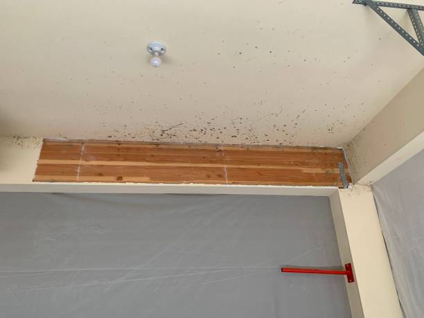 Best Real Estate Mold Inspection  in Monrovia, IN