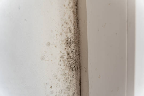 Best Environmental Consulting for Mold Prevention  in Monrovia, IN