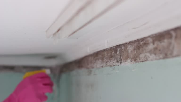 Best Residential Mold Inspection & Testing  in Monrovia, IN